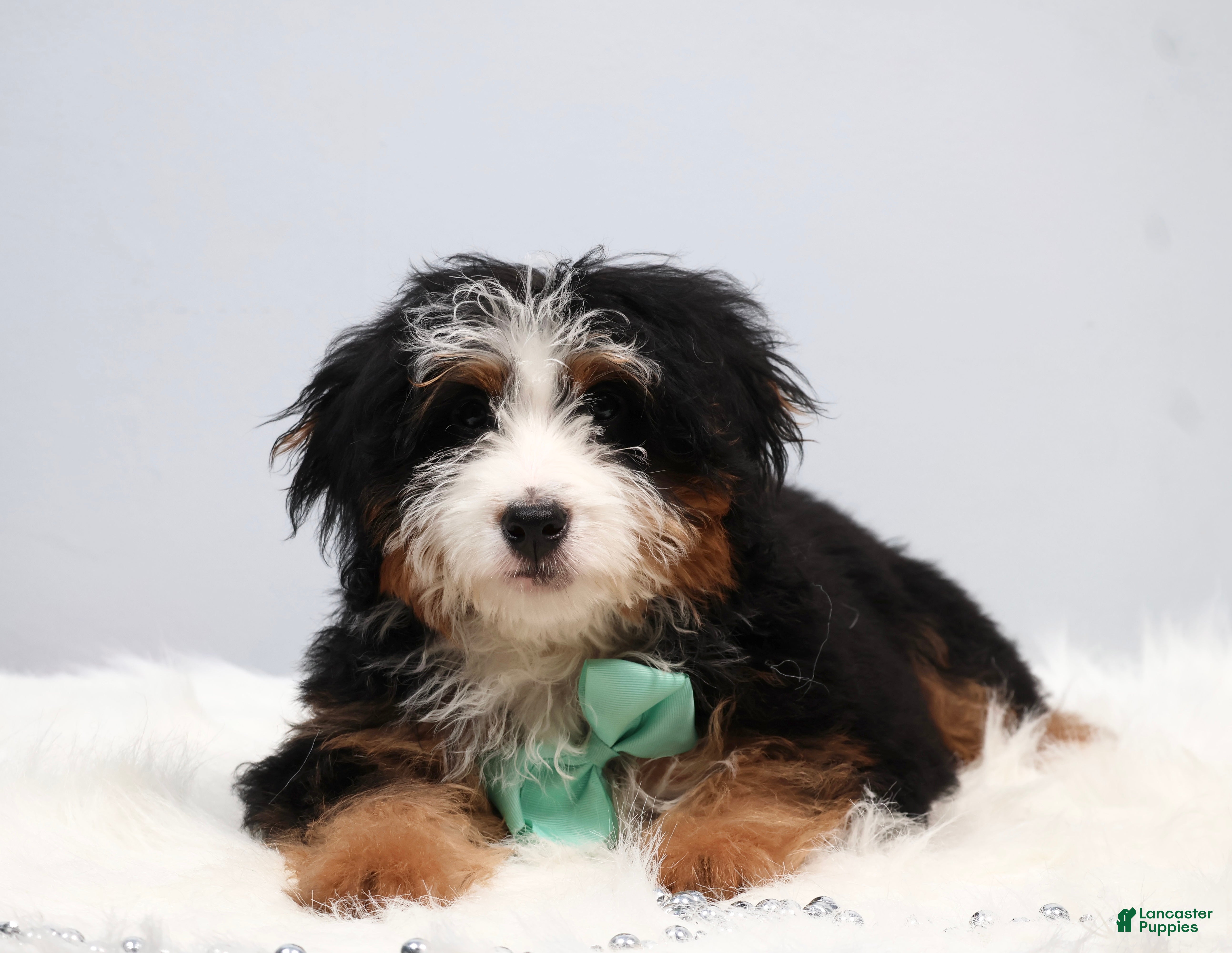 Mini Bernedoodle dogs for sale: Demi - Ad 2