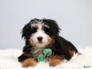 Mini Bernedoodle dogs for sale: Demi - Ad 2