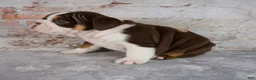 Beabull dogs for sale: Gracie - Ad 4