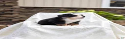 Bernese Mountain Dog dogs for sale: Rosco - Ad 3