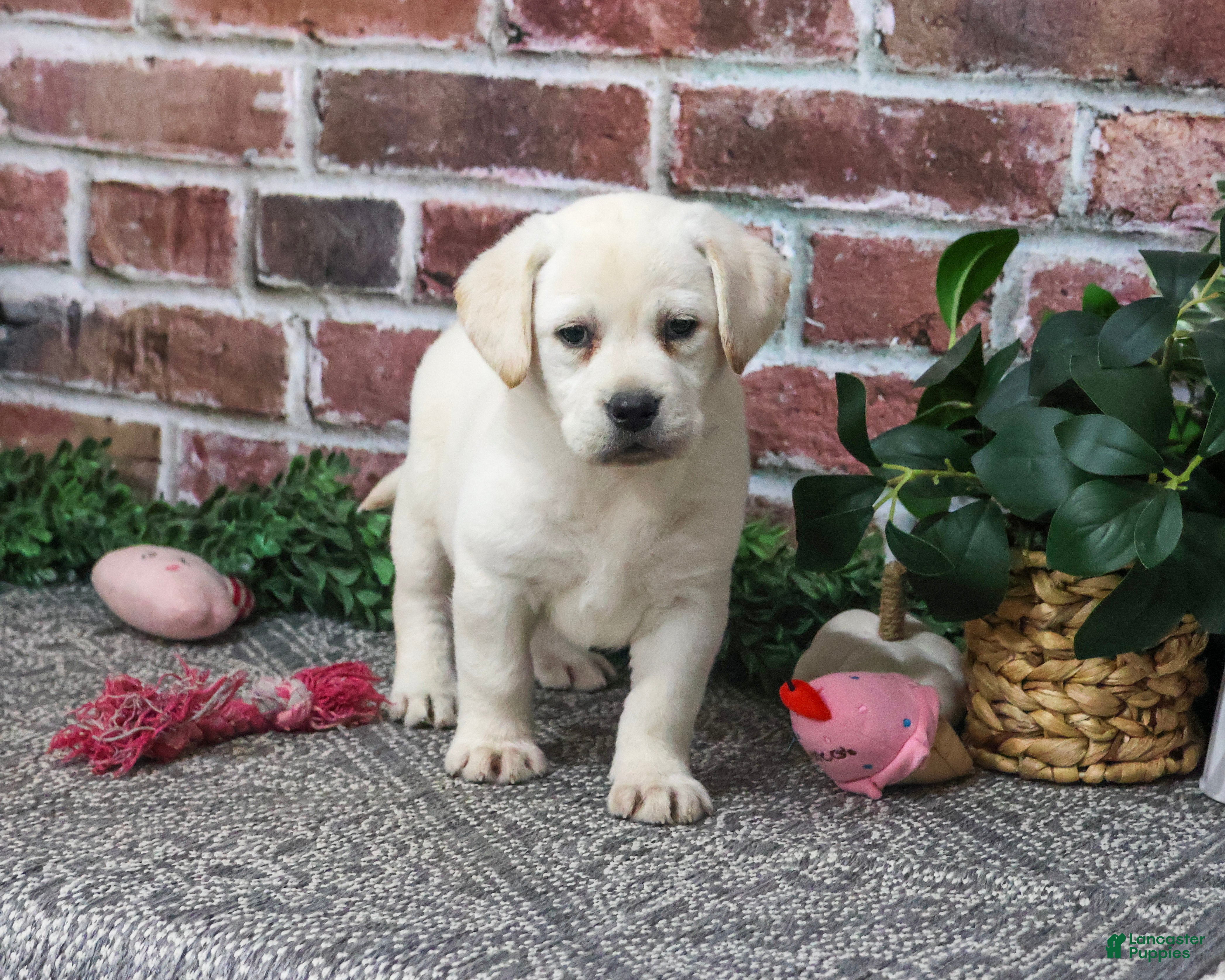 Labrador Retriever dogs for sale: Diamond - Ad 1