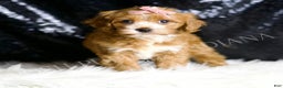 Cavapoo dogs for sale: Clover - Ad 3