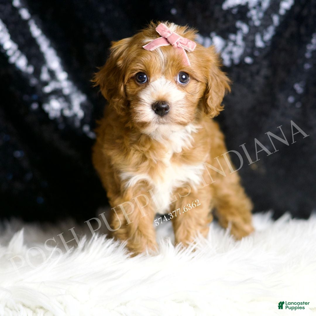 Cavapoo dogs for sale: Clover - Ad 3