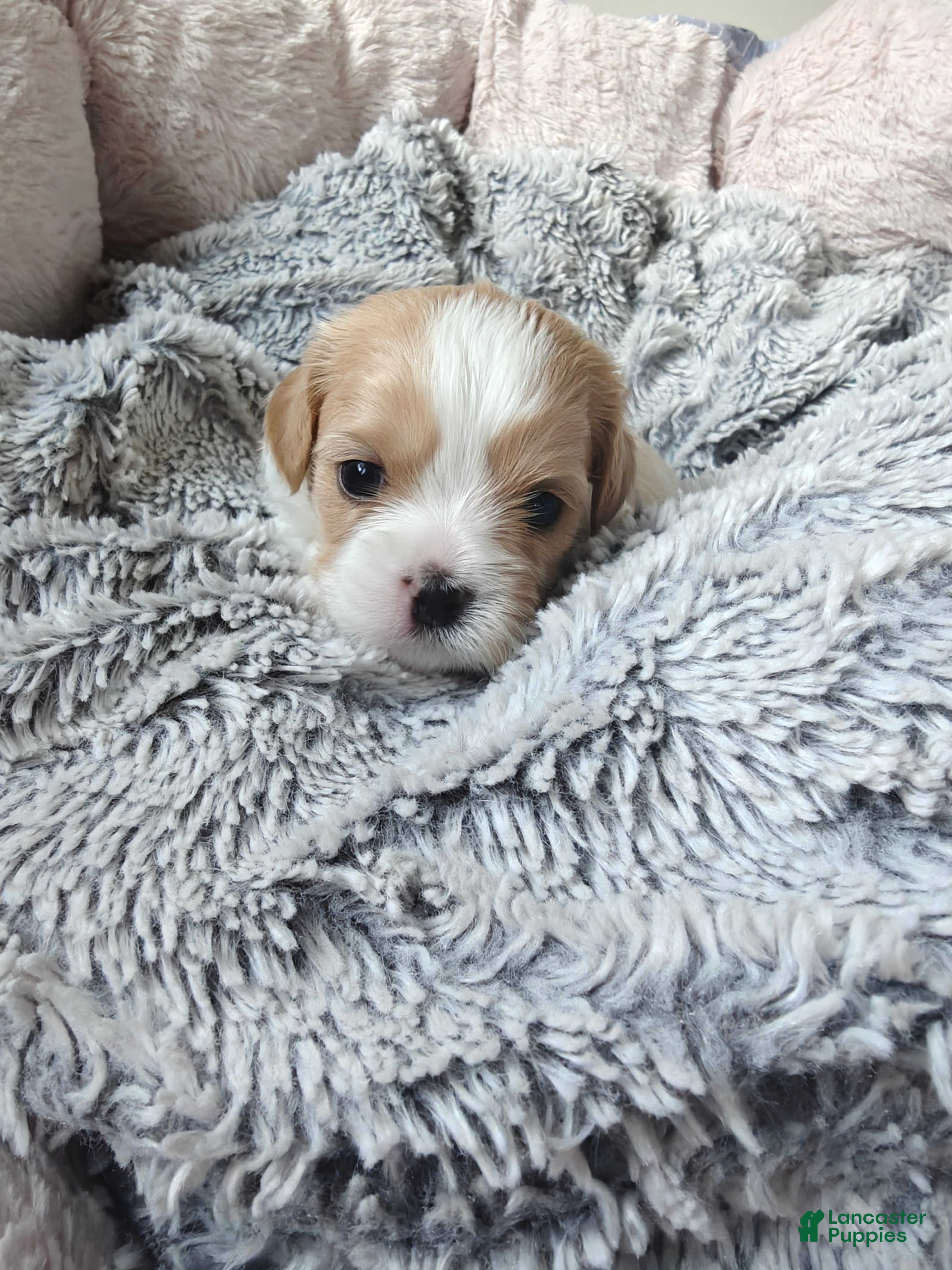 Mixed Breed dogs for sale: Oatmeal - Ad 3