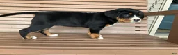 Greater Swiss Mountain Dog dogs for sale:  Jenny - Ad 5