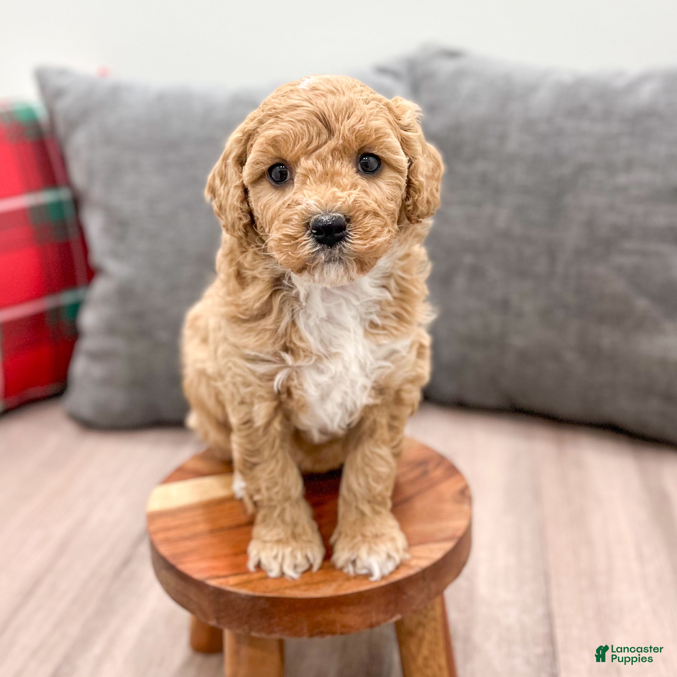 Mini Goldendoodle dogs Rosie - Ad 10