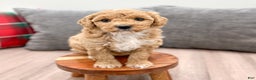 Mini Goldendoodle dogs for sale: Rosie - Ad 1