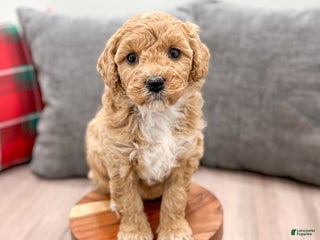 Mini Goldendoodle dogs Rosie - Ad 10