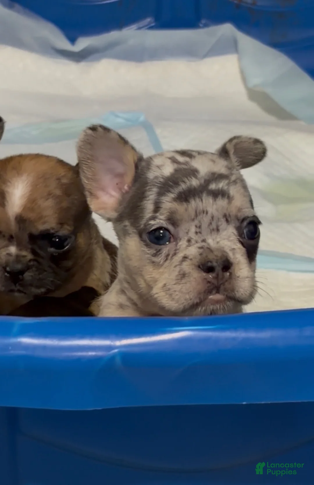 French Bulldog dogs for sale: French Bulldog 1 - Ad 1