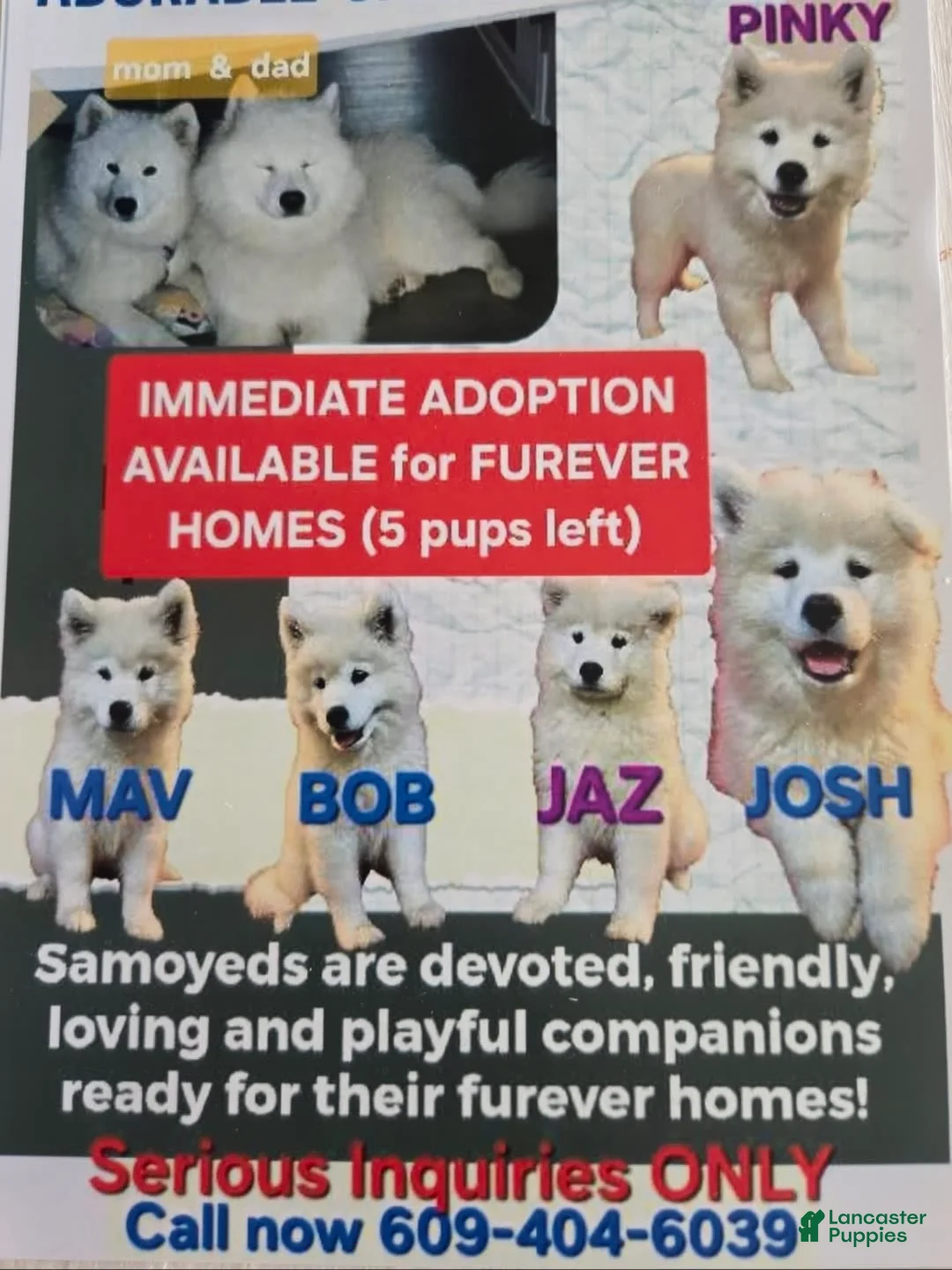 Samoyed dogs for sale: Maverick - Ad 2