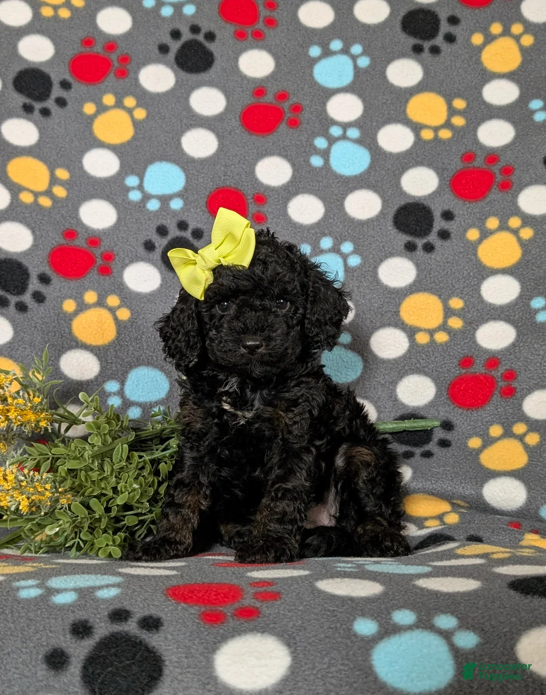 Miniature Poodle dogs for sale: Onya - Ad 2