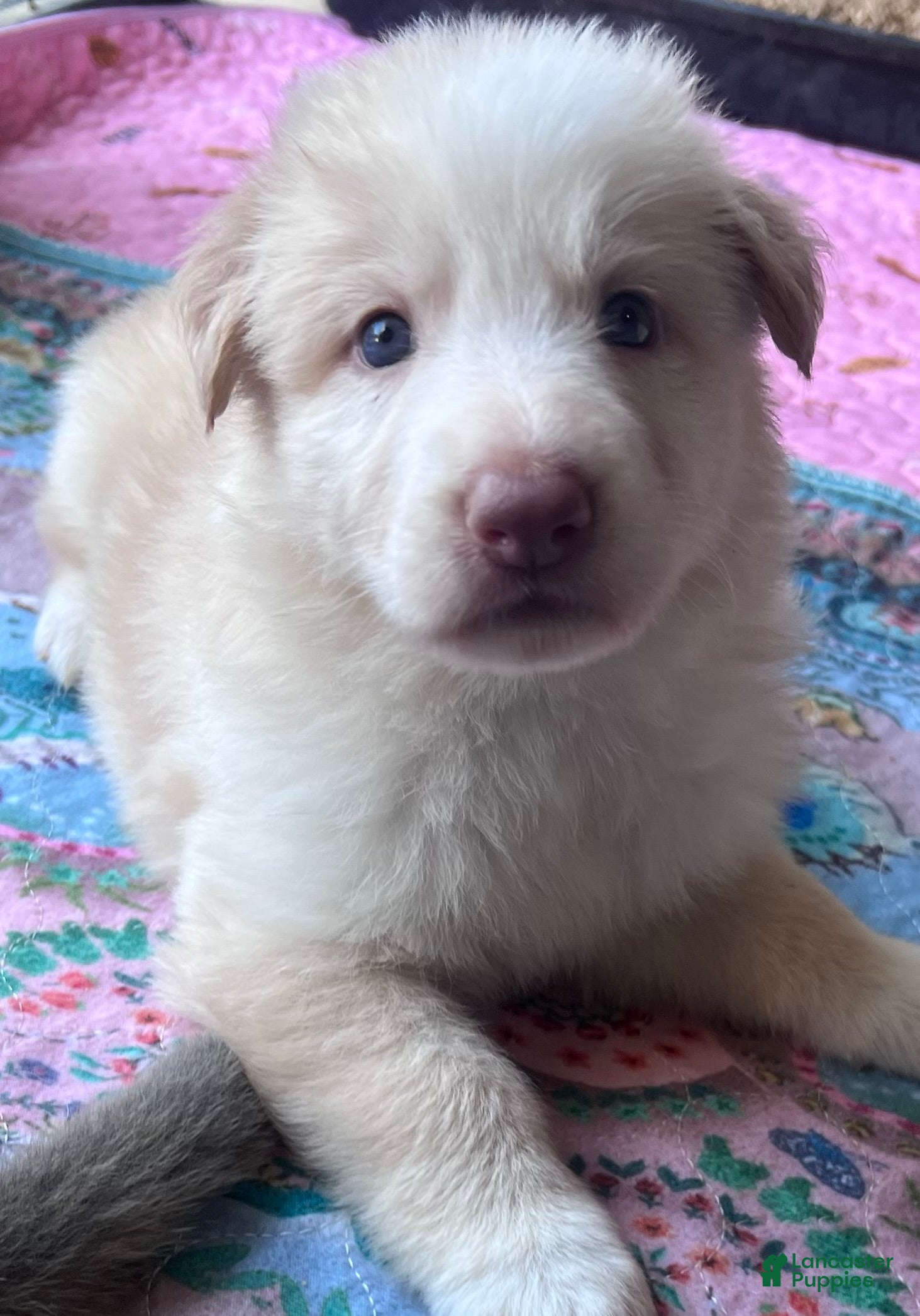 German Shepherd dogs Isabella panda - Ad 1