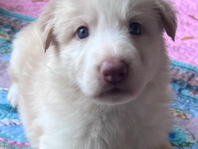 German Shepherd dogs for sale: Isabella panda - Ad 1