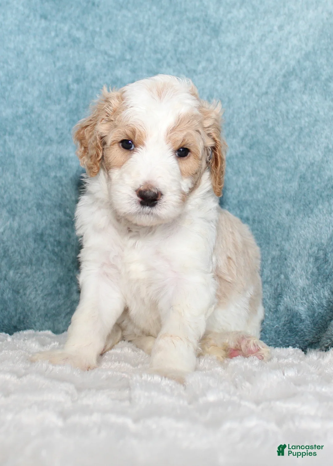 Goldendoodle dogs for sale: Cash  - Ad 2