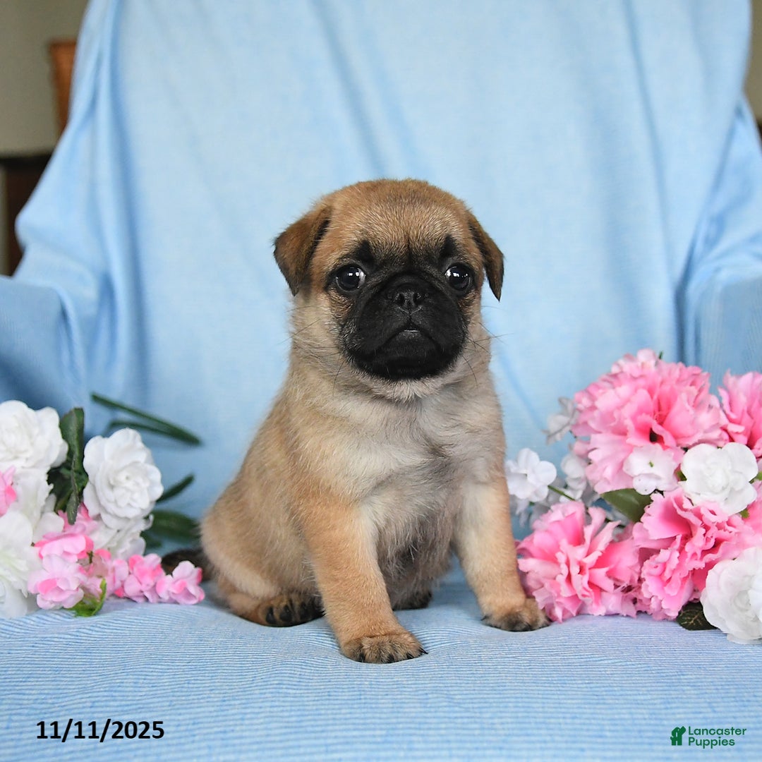 Pug dogs for sale: Gracie - Ad 4
