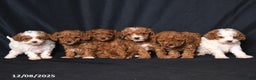 Toy Poodle dogs for sale: Teeny Tiny Echo - Ad 5