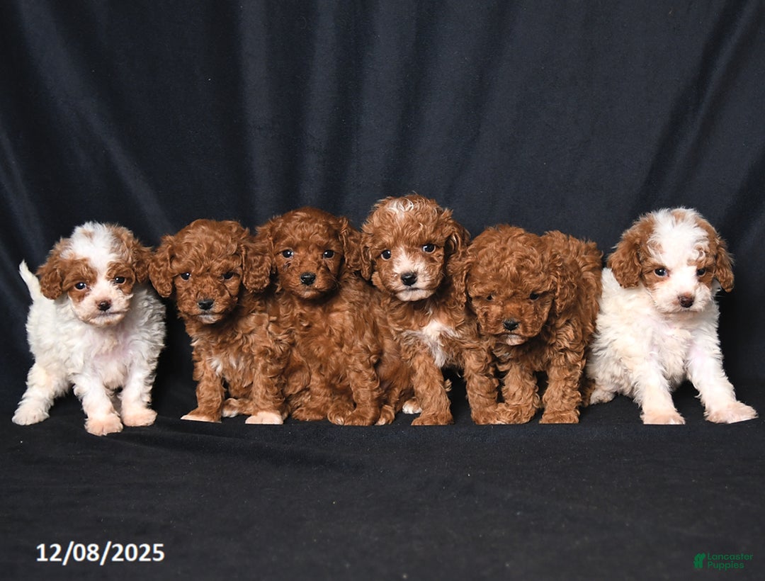 Toy Poodle dogs for sale: Teeny Tiny Echo - Ad 5