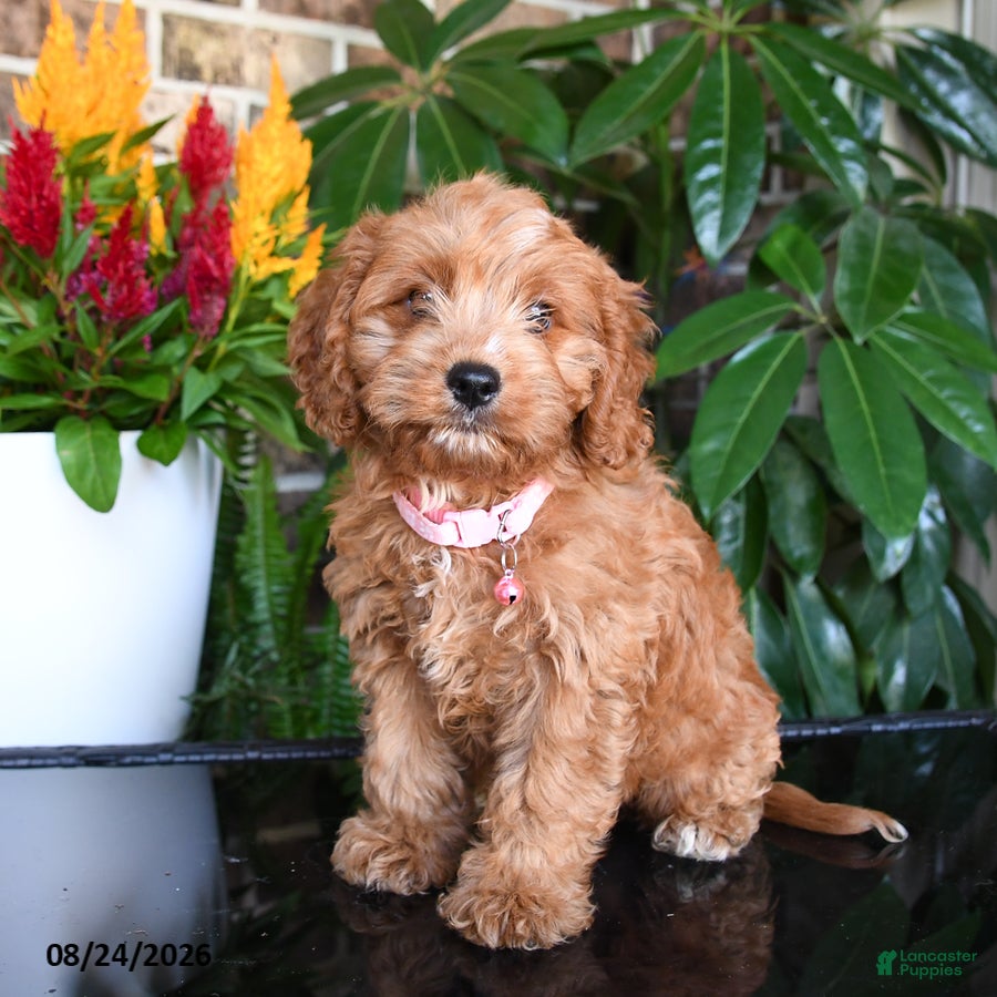 Mixed Breed dogs Maisie - Ad 2