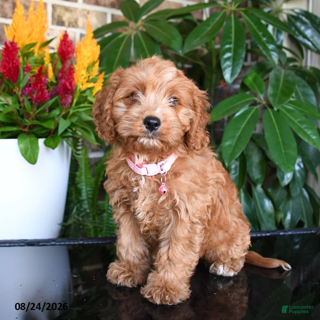 Mixed Breed dogs for sale: Maisie - Ad 2