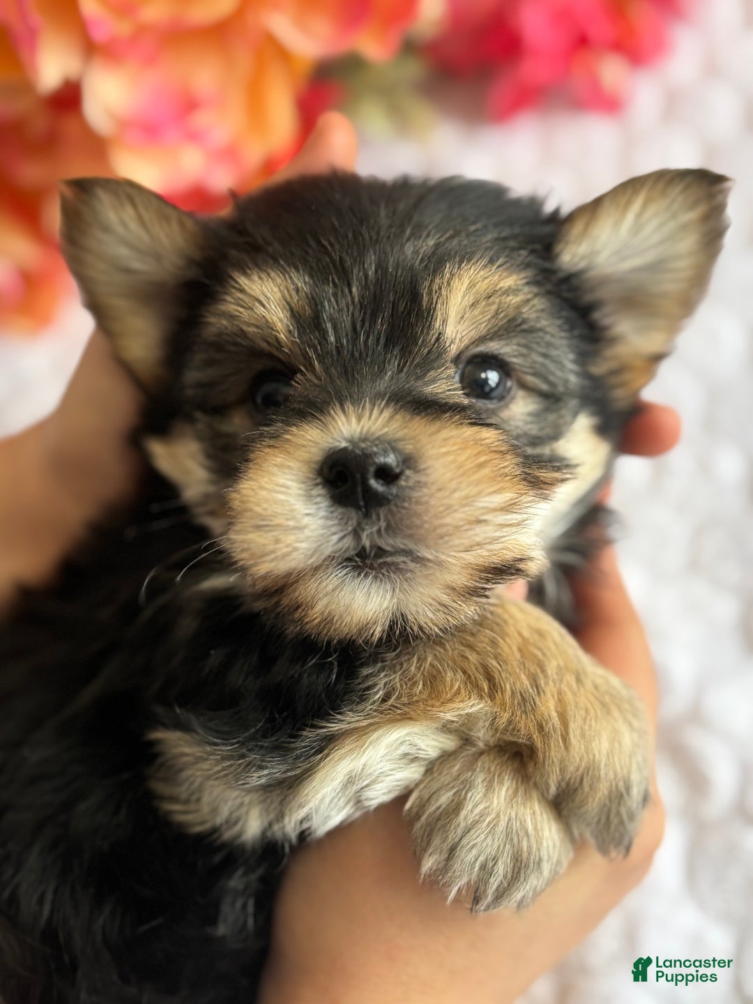 Morkie dogs for sale: Noel - Ad 3