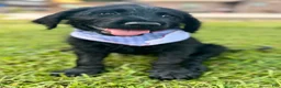 Labradoodle dogs for sale: Knox - Ad 4