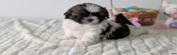 Shih Tzu dogs for sale: Ezi  - Ad 3