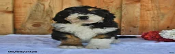 Bernedoodle dogs for sale: Duke - Ad 3