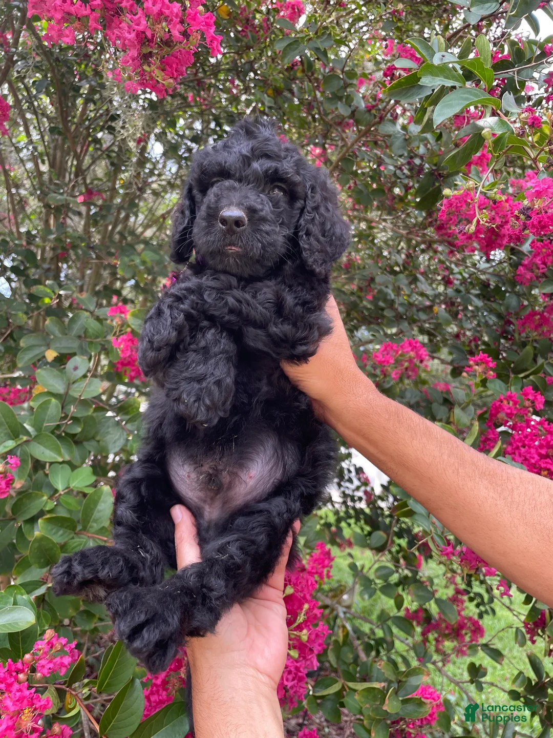 Goldendoodle dogs for sale: Rocco - Ad 2