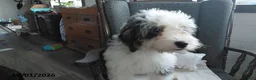 Mini Bernedoodle dogs for sale: Sunset - Ad 3
