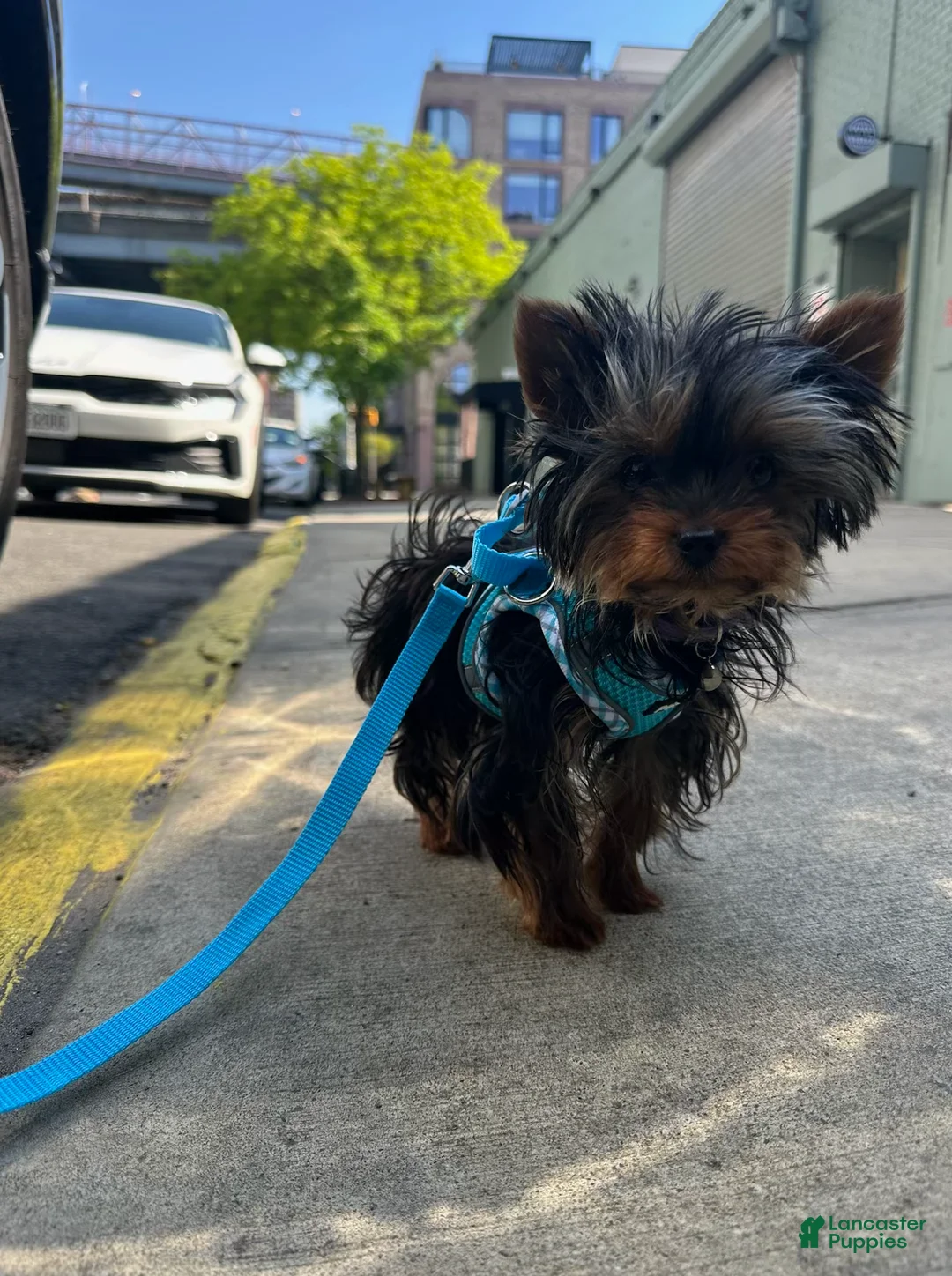 Yorkshire Terrier dogs for sale: Jakey- TEACUP who is also Potty and Crate Trained  - Ad 1