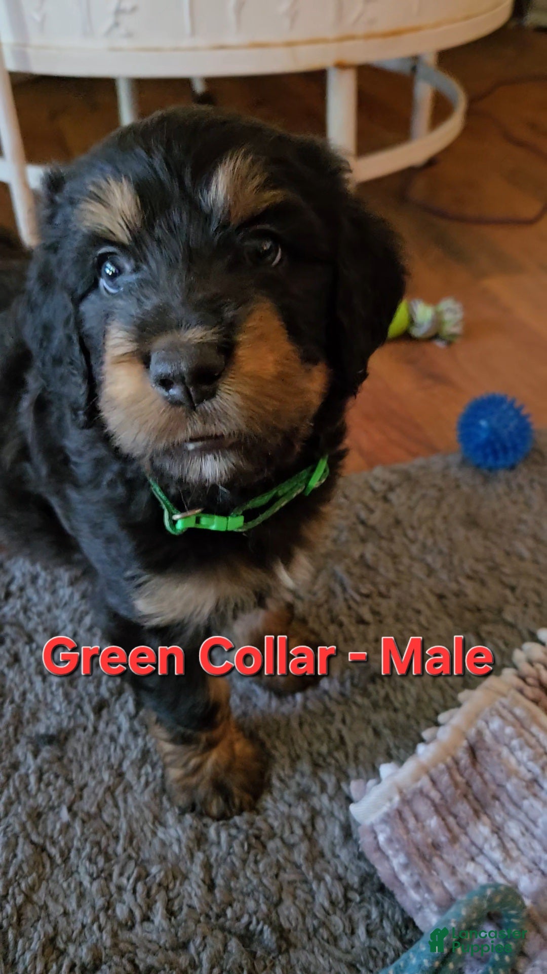 Bernedoodle dogs Bernedoodle 2 Green collar male  - Ad 7