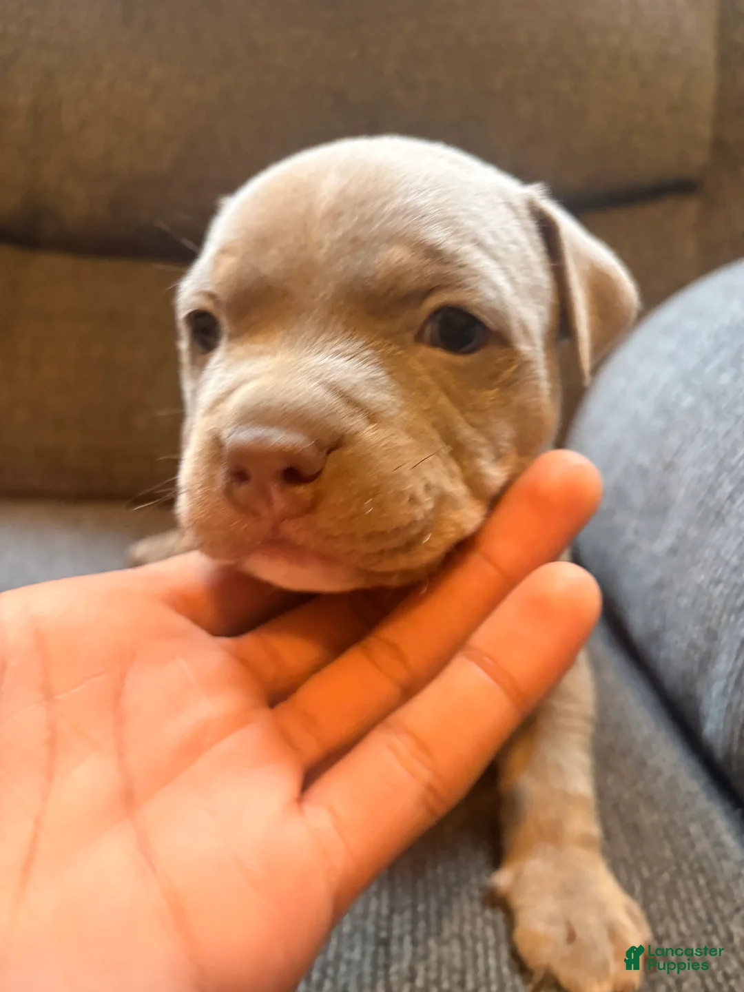 American Pit Bull Terrier dogs for sale: American Pit Bull Terrier Puppy 3 - Ad 1