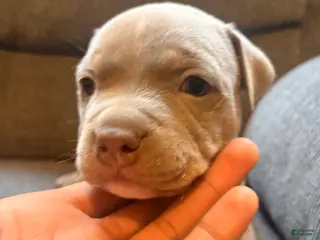 American Pit Bull Terrier dogs American Pit Bull Terrier Puppy 3 - Ad 6