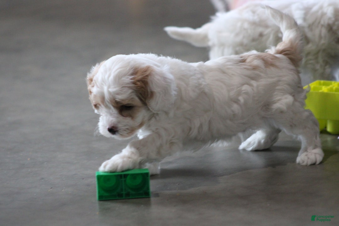 Cavapoo dogs for sale: Theo - Ad 2