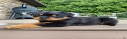 Rottweiler dogs for sale: Fretel  - Ad 5