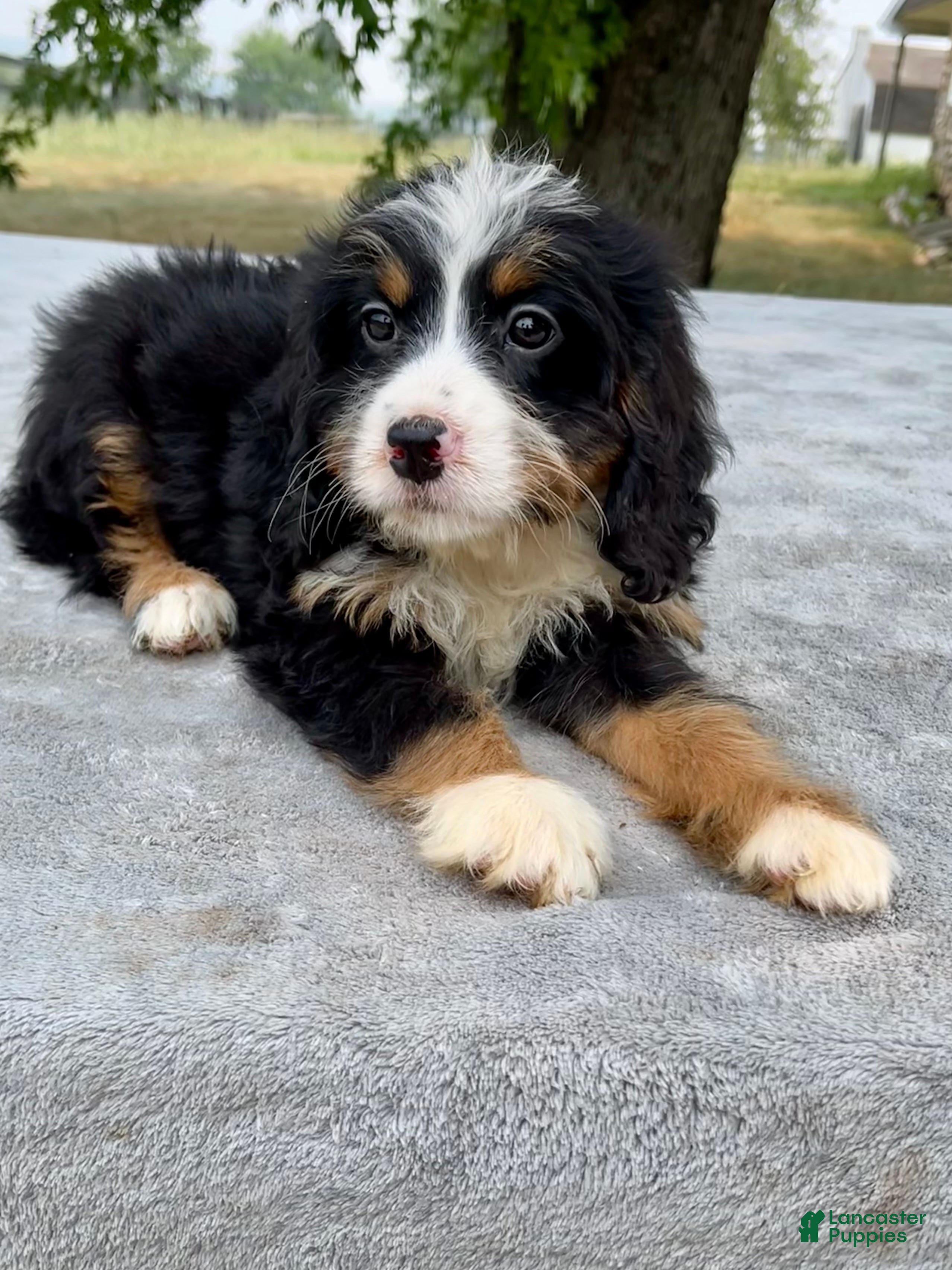 Bernedoodle dogs Amber - Ad 2