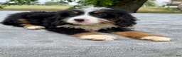 Bernedoodle dogs for sale: Amber - Ad 2