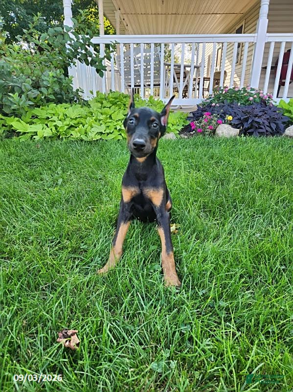 Doberman Pinscher dogs Kayla - Ad 1