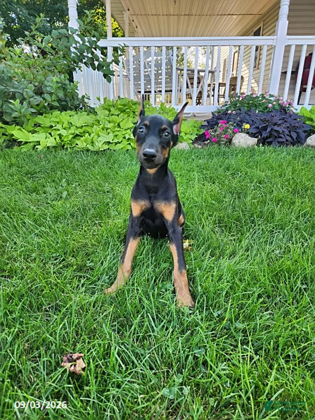 Doberman Pinscher dogs for sale: Kayla - Ad 1