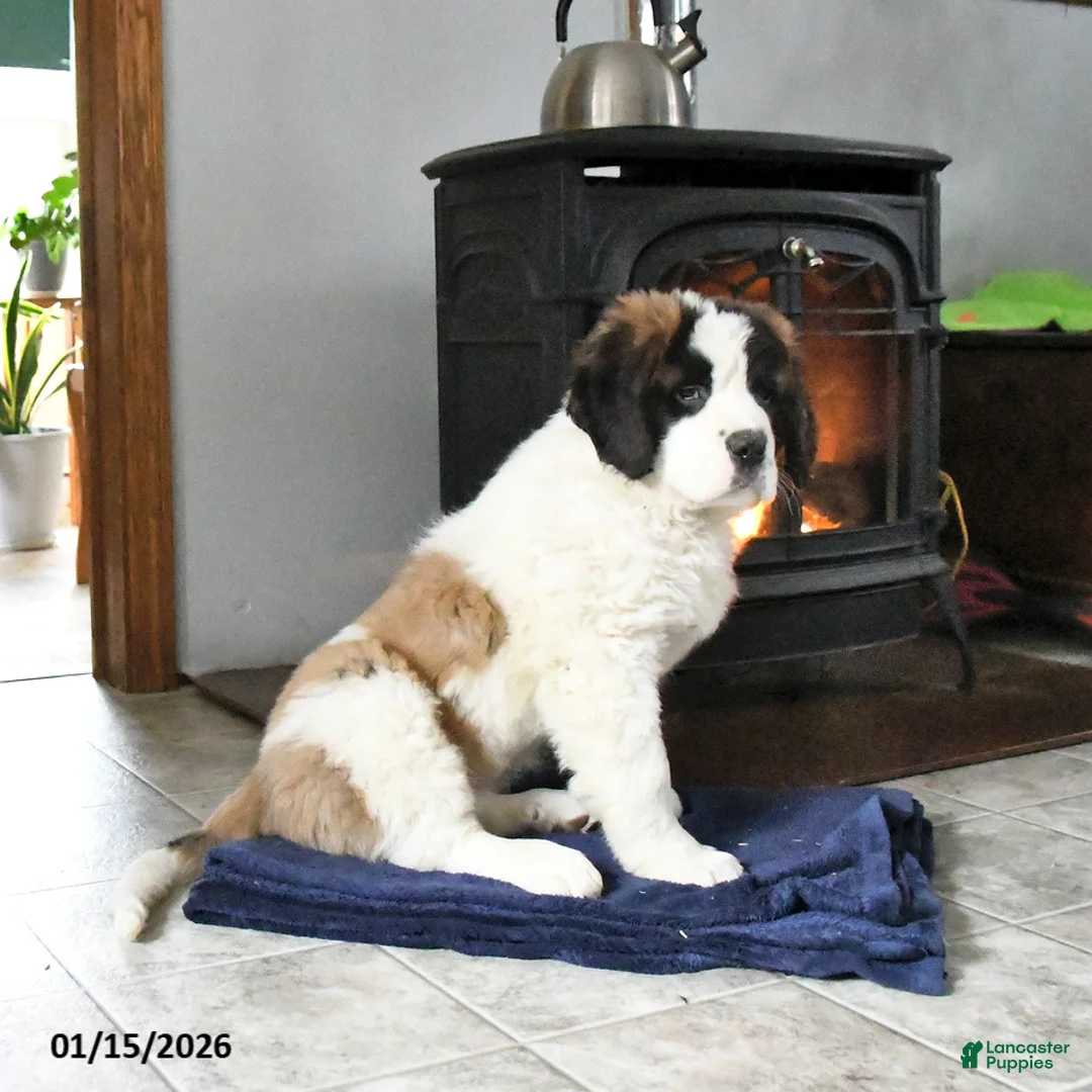 Saint Bernard dogs for sale: Charlotte - Ad 2