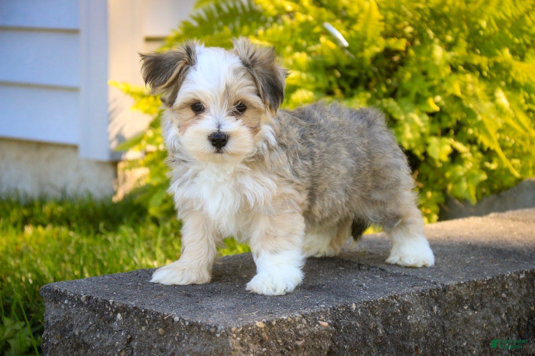 Havanese