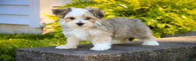 Webster Havanese 