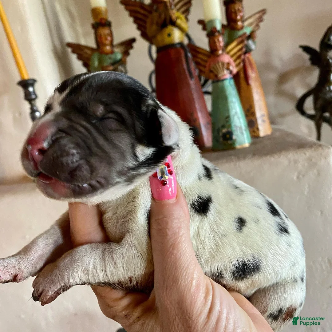 Great Dane dogs for sale: Osbidian Wildfire Ignis - Ad 1