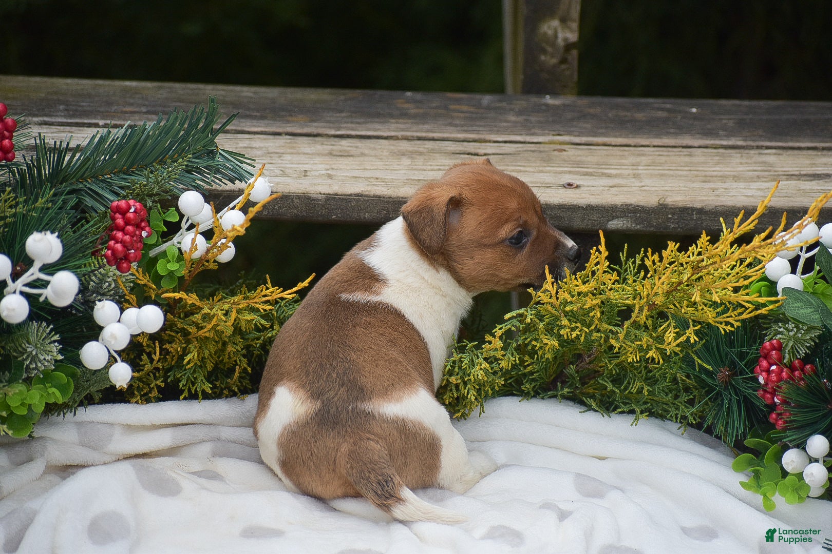Jack Russell Terrier dogs Pearl - Ad 2