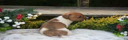 Jack Russell Terrier dogs for sale: Pearl - Ad 2