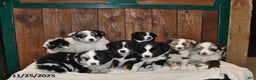 Australian Shepherd dogs for sale: Buddy - Ad 3