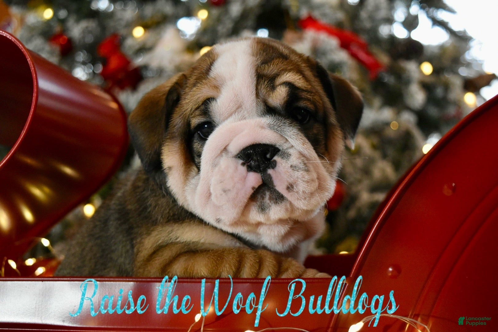 English Bulldog dogs Michael - Ad 12