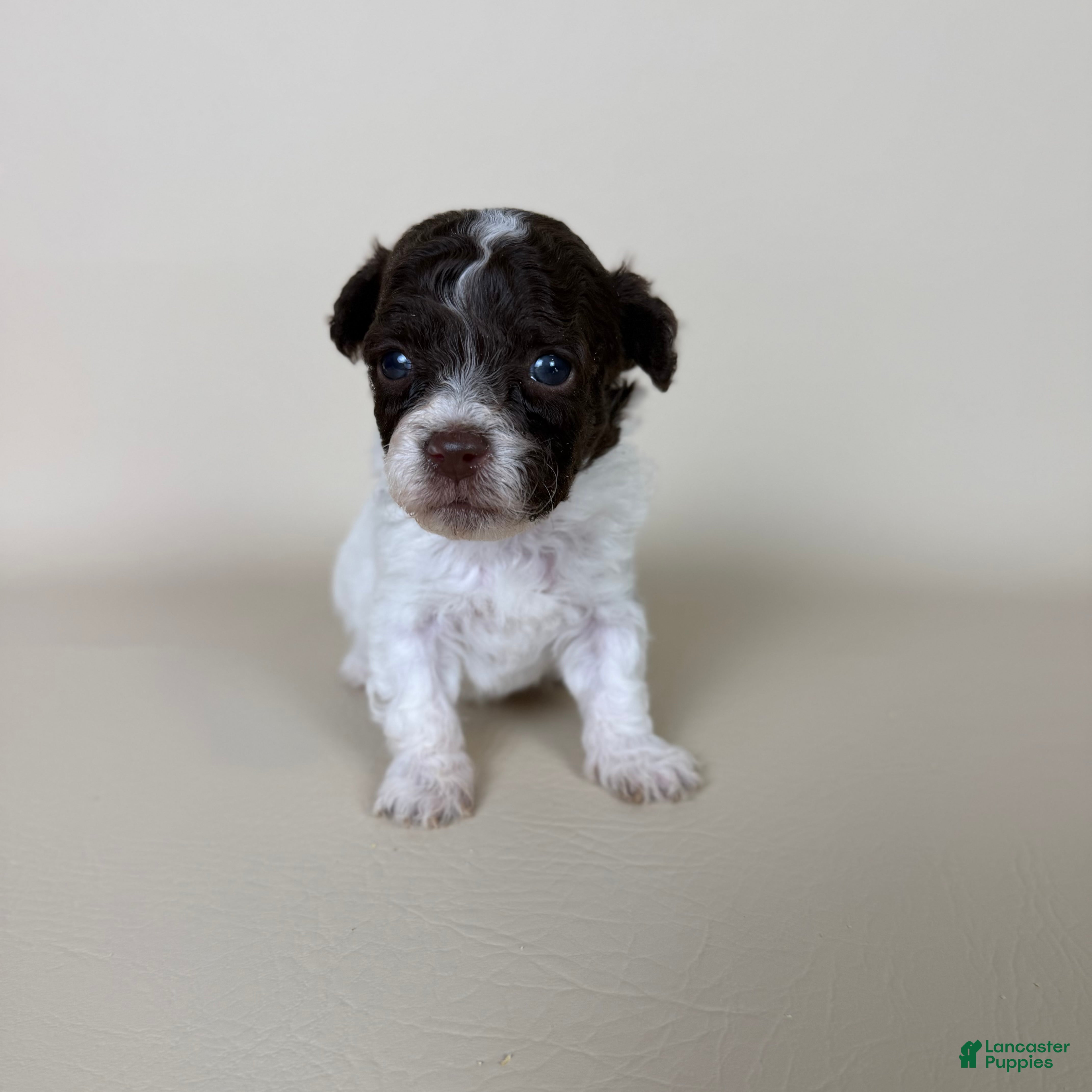 Maltipoo dogs Bennett - Ad 1
