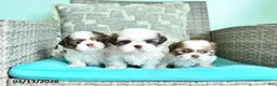 Shih Tzu dogs for sale: Tilly - Ad 3