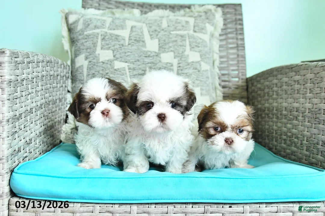 Shih Tzu dogs for sale: Tilly - Ad 3